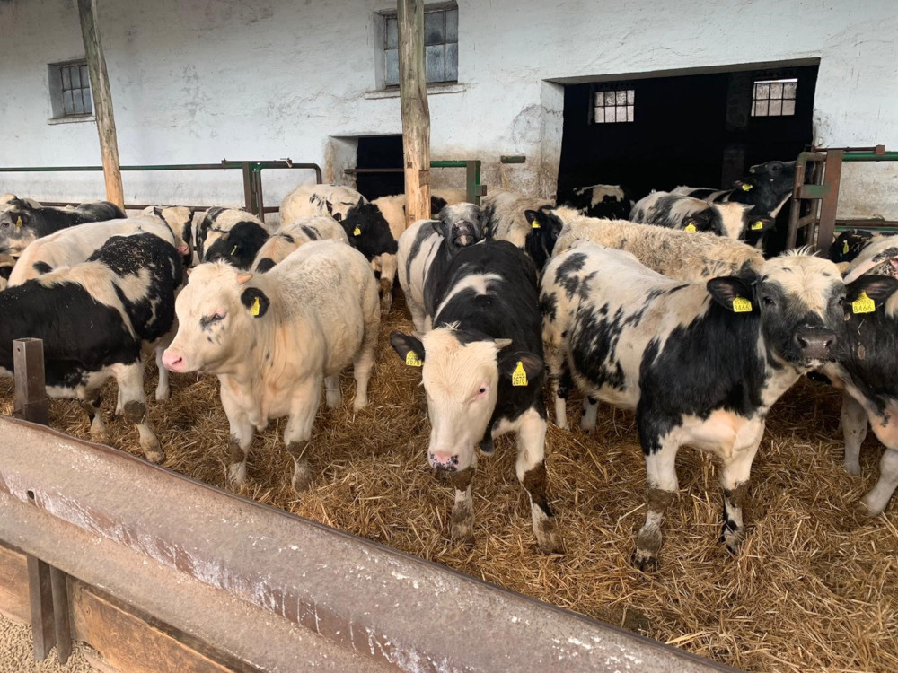 Vacas